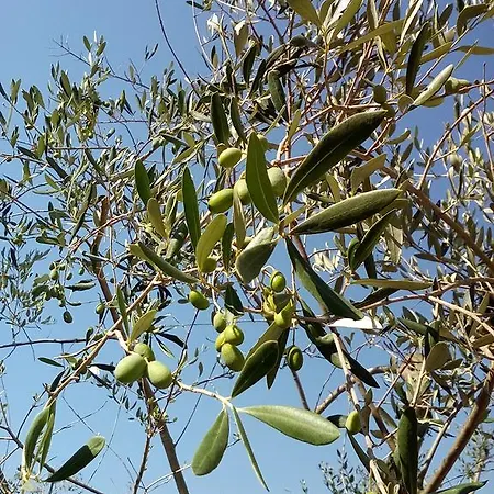 B&B Oasi Del Salento *