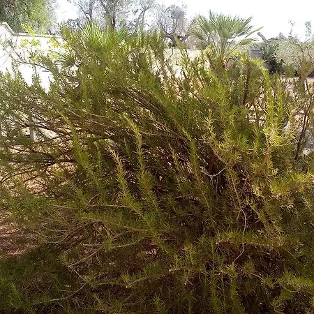 Oasi Del Salento * 코페르티노
