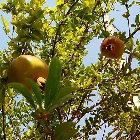 B&B Oasi Del Salento 코페르티노