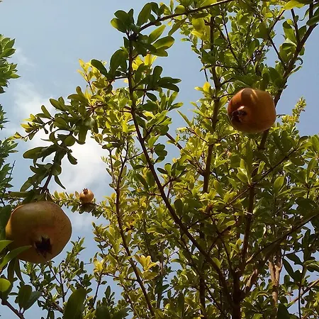 Oasi Del Salento B&B 코페르티노