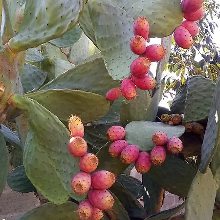 Oasi Del Salento B&B *