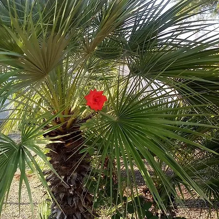 B&B Oasi Del Salento *